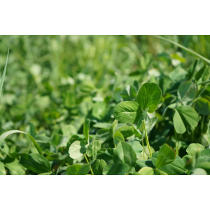 Puna-apila Gandalf 10 kg