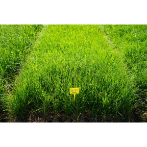 Alternative view of Englanninraiheinä Fagerlin 20 kg