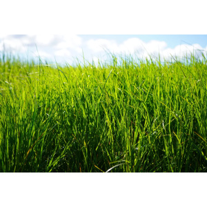 Englanninraiheinä Fagerlin 20 kg