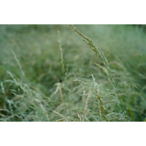 Alternative view of Nurminata Vidvin 20 kg