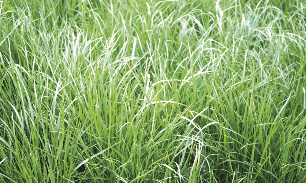 Luomu nurminata Tored 10 kg