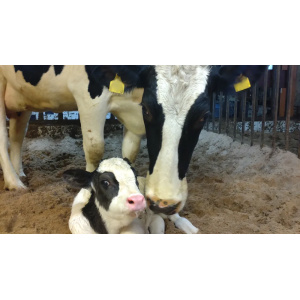 Mestarin TehoStartti -paketti