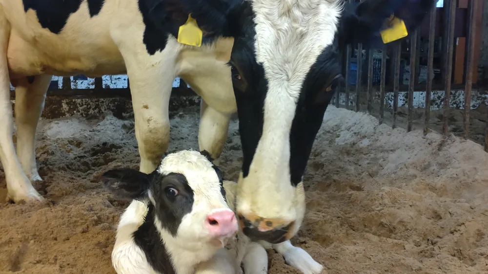 Mestarin TehoStartti -paketti