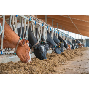 SäilöX Ape Makea 1000 l