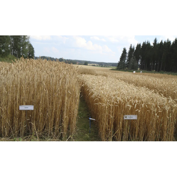 Ceylon 600kg Peitattu C2 Syysvehnä