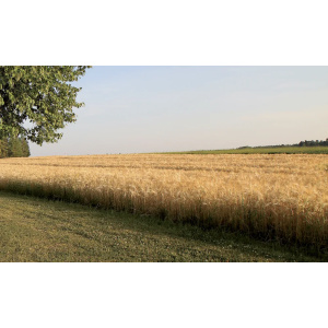 Cresco Special Mg 8 Ssk