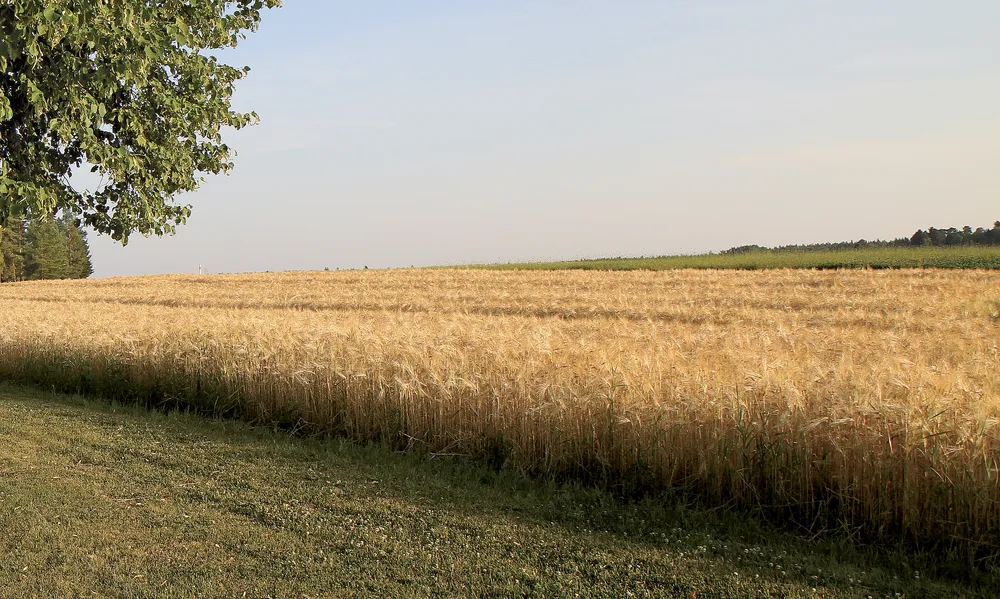 Cresco Special Mg 8 Ssk