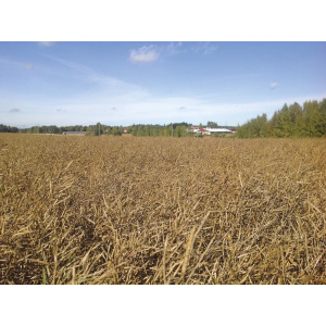 Kevätrapsi Dk 7130 Cl Hybridi Peitattu 1,5 Miljoonaa Clearfield Lajike