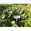 Metsästäjän Riistapeltoseos Hirville 3 Kg