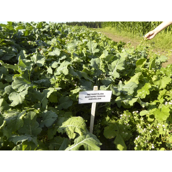 Metsästäjän Riistapeltoseos Hirville 3 Kg