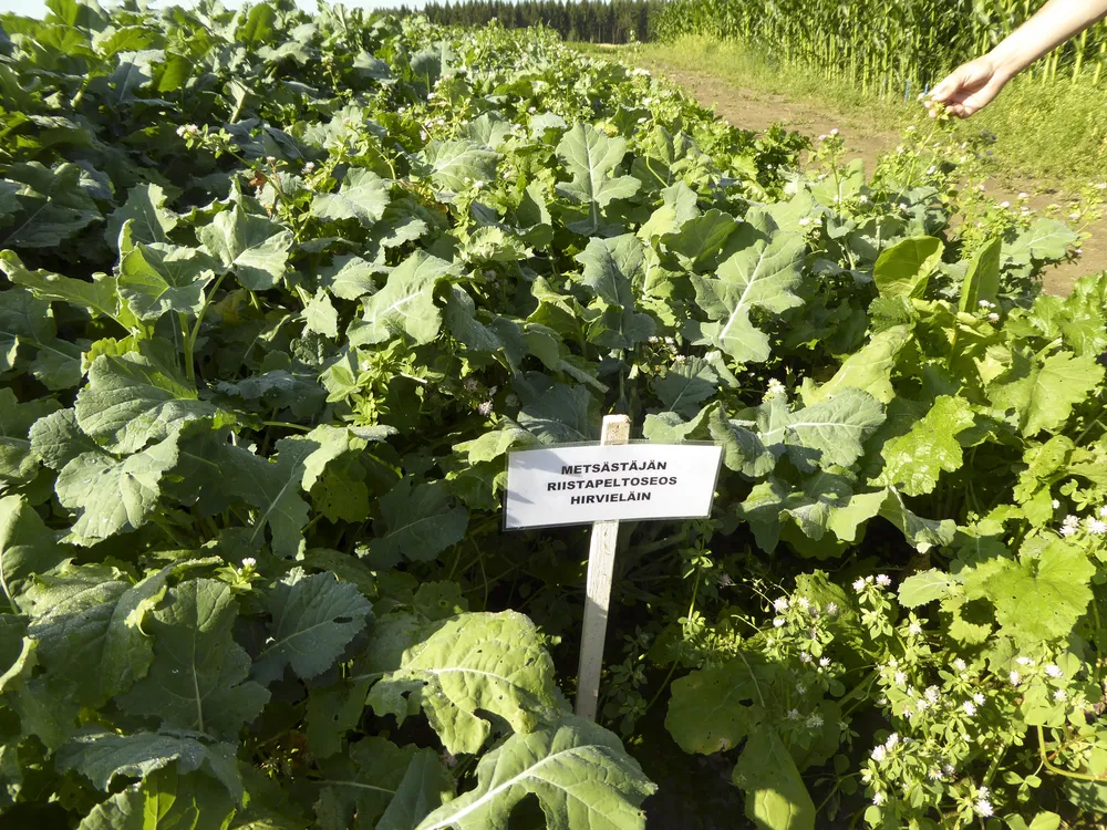 Metsästäjän Riistapeltoseos Hirville 3 Kg