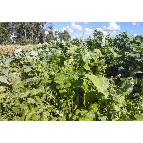 Metsästäjän Riistapeltoseos Hirville 3 Kg