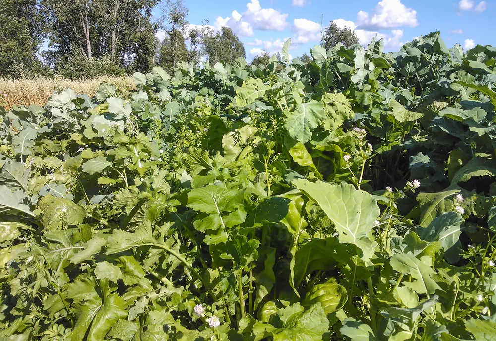 Metsästäjän Riistapeltoseos Hirville 3 Kg