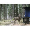 Metsästäjän riistaherne 25 kg