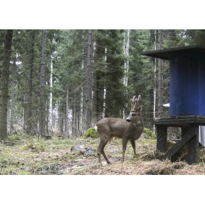 Metsästäjän riistaherne 25 kg