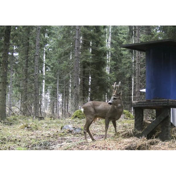 Metsästäjän riistaherne 25 kg