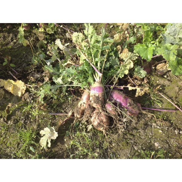 Naattinauris 1 Kg
