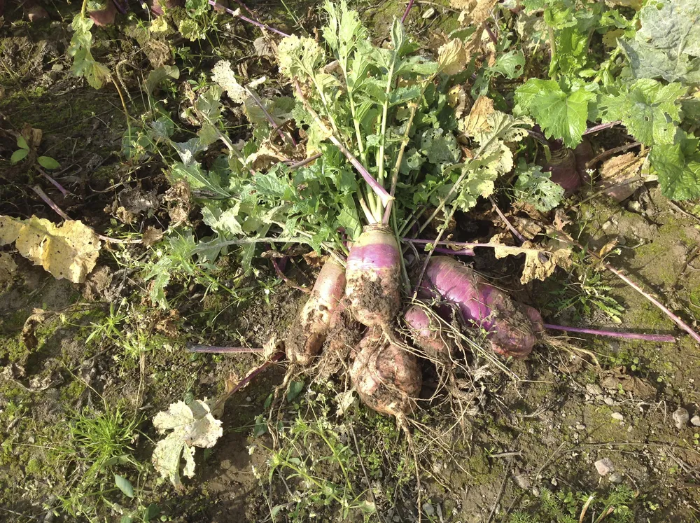 Naattinauris 1 Kg
