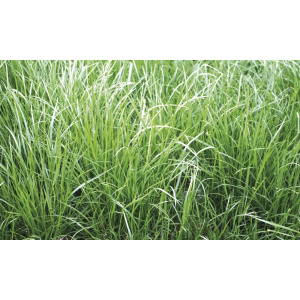 Nurminata Sw Minto 20 kg