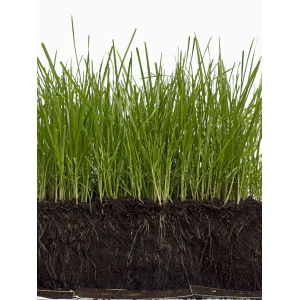 Pihanurmikkoseos Premium10 Kg