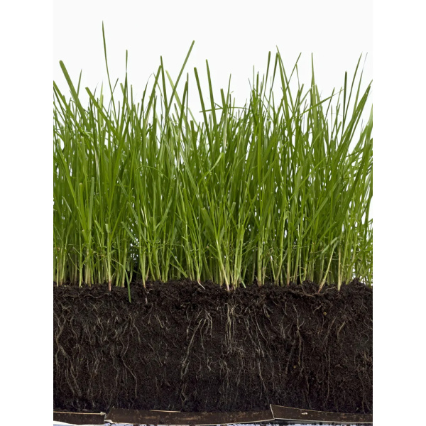 Pihanurmikkoseos Premium10 Kg