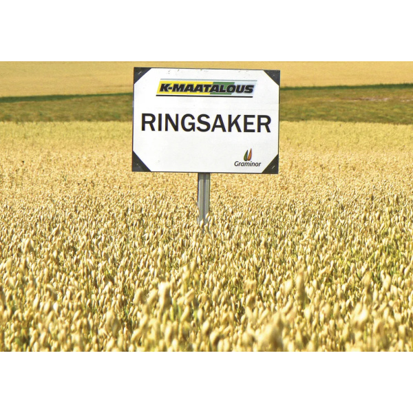 Ringsaker 600Kg Peitattu C2 Kaura