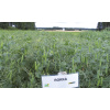 Rokka 40Kg C2 Herne