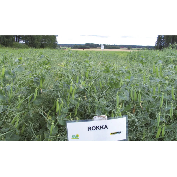 Rokka 40Kg C2 Herne