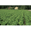 Select Plus 5 Kg Rikkakasvien Torjunta-aine