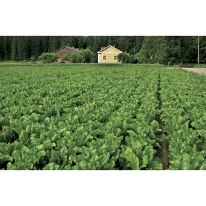 Select Plus 5 Kg Rikkakasvien Torjunta-aine